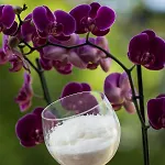 Bed & Breakfast La Pajassa 4*