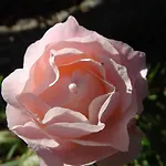 La Pajassa Bed & Breakfast Alba (Piedmont)