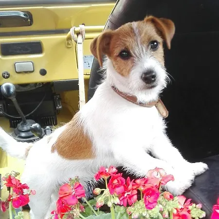 La Pajassa Alba (Piedmont)