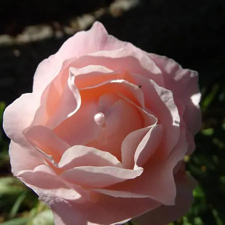 La Pajassa Bed & Breakfast Alba (Piedmont)